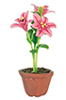 Lilies in Pot, Hot Pink