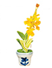 Oncidium in Pot