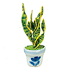 Sansevieria in Pot