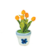 Tulip in Pot