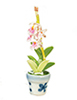 Oncidium in Pot