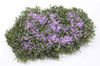 Dollhouse Miniature Creeping Phlox, Mauve