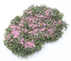 Dollhouse Miniature Creeping Phlox, Pink