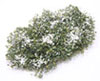 Dollhouse Miniature Creeping Phlox, White