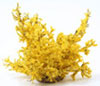 Dollhouse Miniature Forsythia Bush, Large