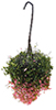 Dollhouse Miniature Hanging Basket: Fuchsia, Large