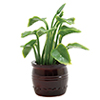 Plant in Brown Pot