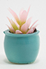 Pink Plant in Turquoise Pot