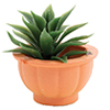 Plant in Terra Cotta Pot