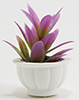 Purple Plant in White Pot