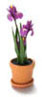 Dollhouse Miniature Blue Iris In Pot