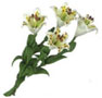 Dollhouse Miniature Tiger Lily W/O Leave/White/4Pc
