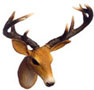 TAXIDERMY