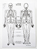 Dollhouse Miniature Skeleton Chart