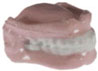 Dollhouse Miniature False Teeth