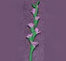 Dollhouse Miniature Gladiolas, Lavender, Per Stem