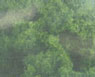 Dollhouse Miniature Clump Foliage Medium Green