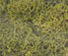 Dollhouse Miniature Lichen-Spring Green-1 1/2Qts