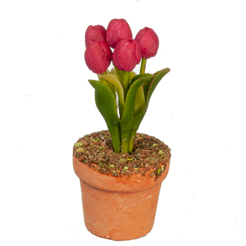 Purple Tulips In Pot Purple Tulips In Pot