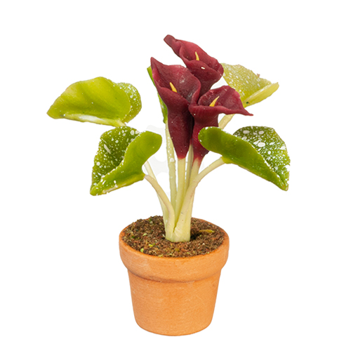 Purple Calla Lily In Pot Purple Calla Lily In Pot