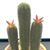 Cactus Garden