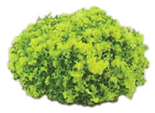 Dollhouse Miniature Blossom Bush 1.5 Inch R Yellow, 2Pc