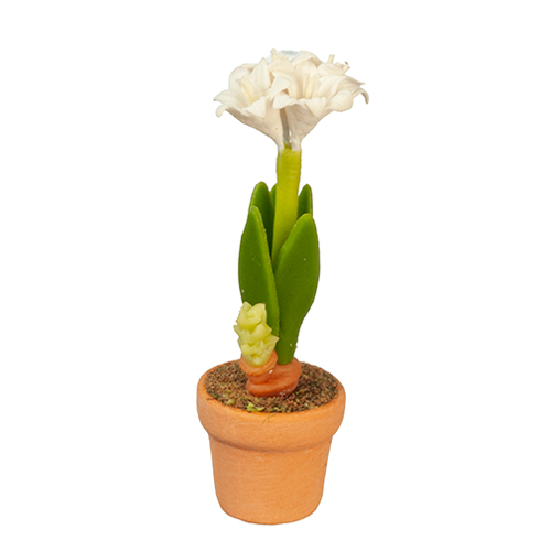 White Amaryllis In Pot