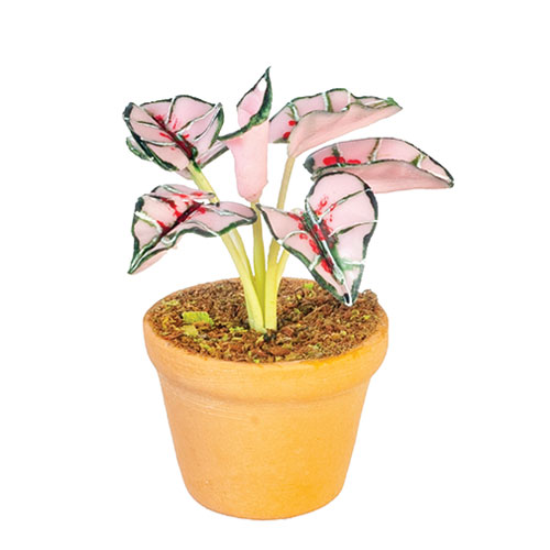 Coleus Plant In Pot