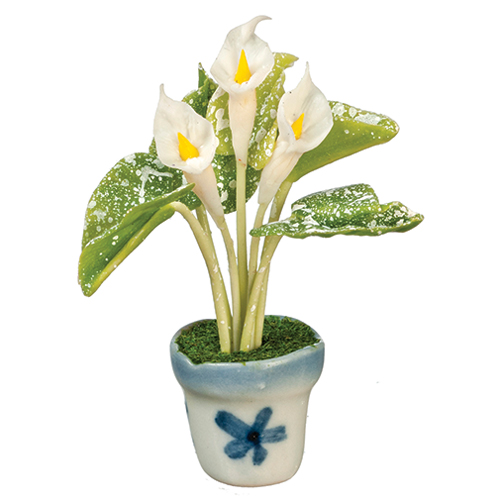 Calla Lily