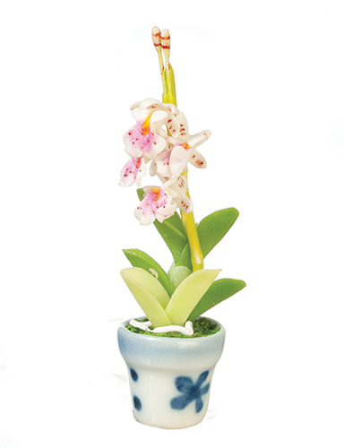 Oncidium in Pot