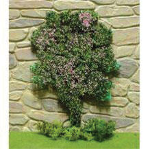 Flowering Climbing Vine, Fuschia Pink, 4 Inches